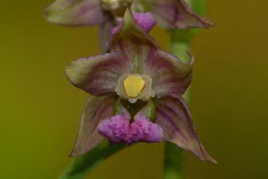 Epipactis atrorubens: orchidea selvatica
