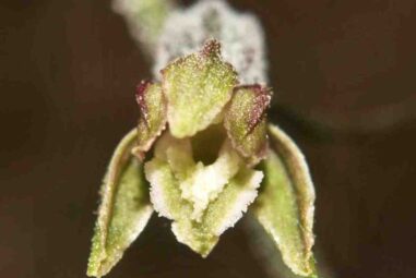 Epipactis microphylla: orchidea selvatica