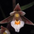 Epipactis atrorubens: orchidea selvatica