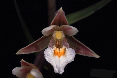 Epipactis palustris: orchidea selvatica