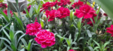 Garofano (Dianthus caryophyllus)