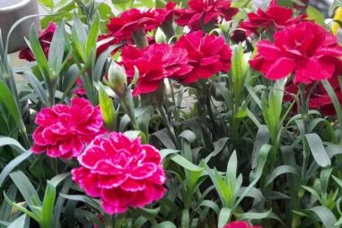 Garofano (Dianthus caryophyllus)