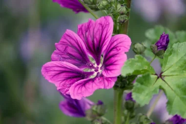 Coltivare la Malva: varietà, cura e benefici