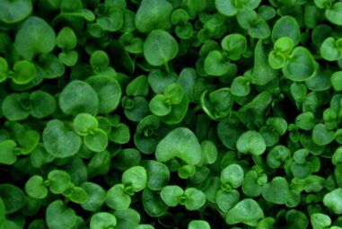 Mentha requienii (Menta bistaminata)