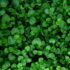 Coltivazione e usi della menta
