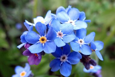 Non ti scordar di me: il fiore dei nonni