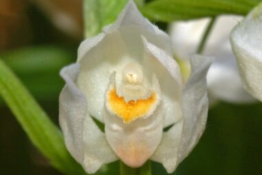 Cephalanthera longifolia: Orchidea selvatica