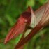 Orchidee | Genere Neottianthe, Aceras, Loroglossum