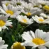 Afidi delle rose: come eliminarli in modo biologico