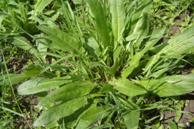 Oxalis acetosella: una pianta dal sapore deciso