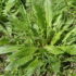 Il finocchio selvatico: foeniculum vulgare