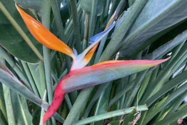 Strelitzia in Vaso: Guida Completa Coltivazione Casa