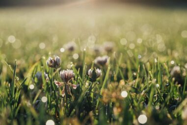 Preparazione del giardino per l’autunno