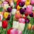 10 consigli come coltivare il timo pianta aromatica