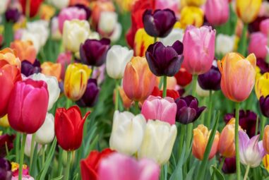 Scopri i Tulipani della Foresteria | Informazioni sui Tulipani