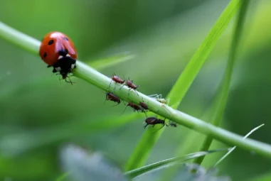 Afidi delle rose: come eliminarli in modo biologico