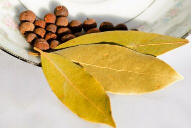 Alloro | Laurus nobilis L. (fam. Lauraceae)