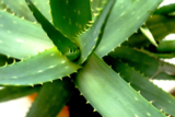 Aloe vera: coltivazione, proprietà curative e benefici per la salute