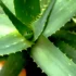 Aglaonema: una pianta purificatrice d’aria per la tua casa