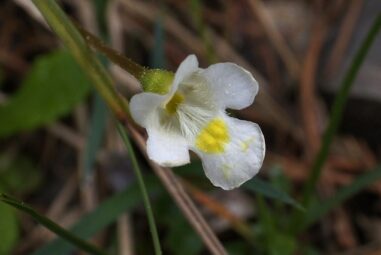 Pinguicula: pianta carnivora simile alla primula