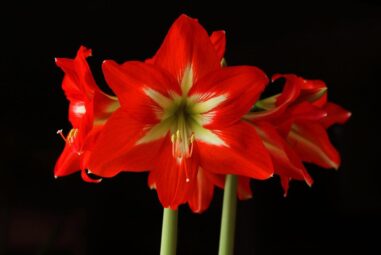 Amaryllis: unico nel suo genere
