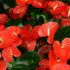 Pothos: poche cure e resistente, molti risultati