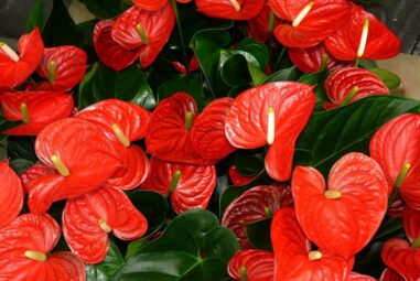 Anthurium, Le cure giuste per una pianta da interno