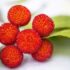 Nepetella o mentuccia comune – aromatiche