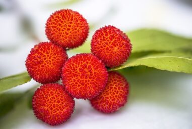 Corbezzolo – arbutus unedo l. – alberi da frutto
