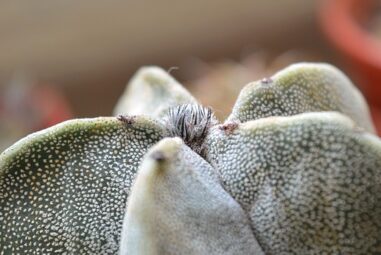 Astrophytum: pianta grasse a crescita lenta