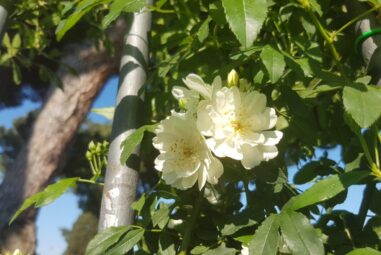 Rose a cespuglio: Consigli, Coltivazione e Cura – Rose Banksiae