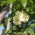 Malattie delle rose e Parassiti