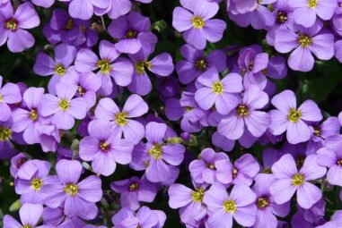 Cruciferae: Iberide perenne