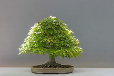 Bonsai da frutto