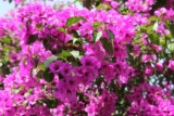 Coltivazione e cura della Bougainvillea: una pianta rampicante dai fiori colorati.