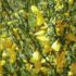 Fiori di Bach: cosa sono e come si usano