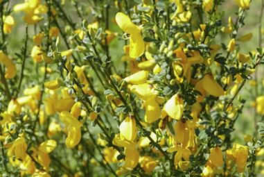 Ginestra dei carbonai – Cytisus scoparius