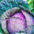 Calceolaria: la pianta â€œpantofolinaâ€