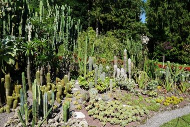 Le piante grasse: o si chiamano Succulente…