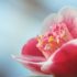Fiori di Bach: cosa sono e come si usano