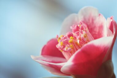 Camelia – piante da appartamento e da balcone