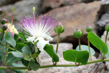 Come Coltivare Capperi in Vaso: Guida Completa 2024