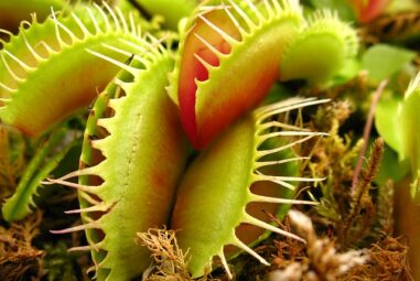 Piante carnivore: utili contro gli insetti in casa