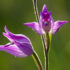 Epipactis palustris: orchidea selvatica