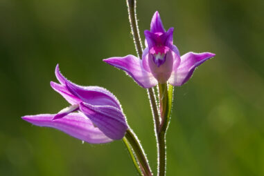 Cephalanthera rubra Elleborina: orchidea selvatica