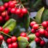 Le piante bulbose o  tuberi, rizomi…