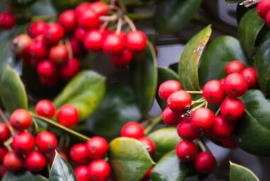 Agrifoglio detta anche la pianta del Natale