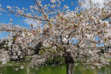 Ciliegio giapponese: l’incanto delle sue fioriture