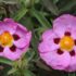 Finocchio marino | Crithmum maritimum l. – Piante aromatiche