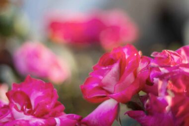 I più importanti ibridatori di rose – Piante Perenni